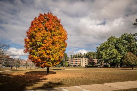A stock photo of a orange-leaved tree on campus near the campus green, with a cloudy sky and long shadows around it.