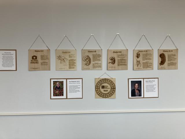 public service announcement engraved onto wood on display, detailing 1st trimester facts and misconceptions