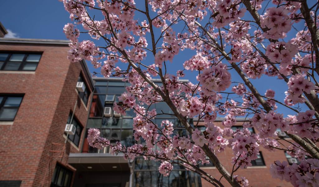 Flowering pink trees in bloom on the Westfield State University campus.
