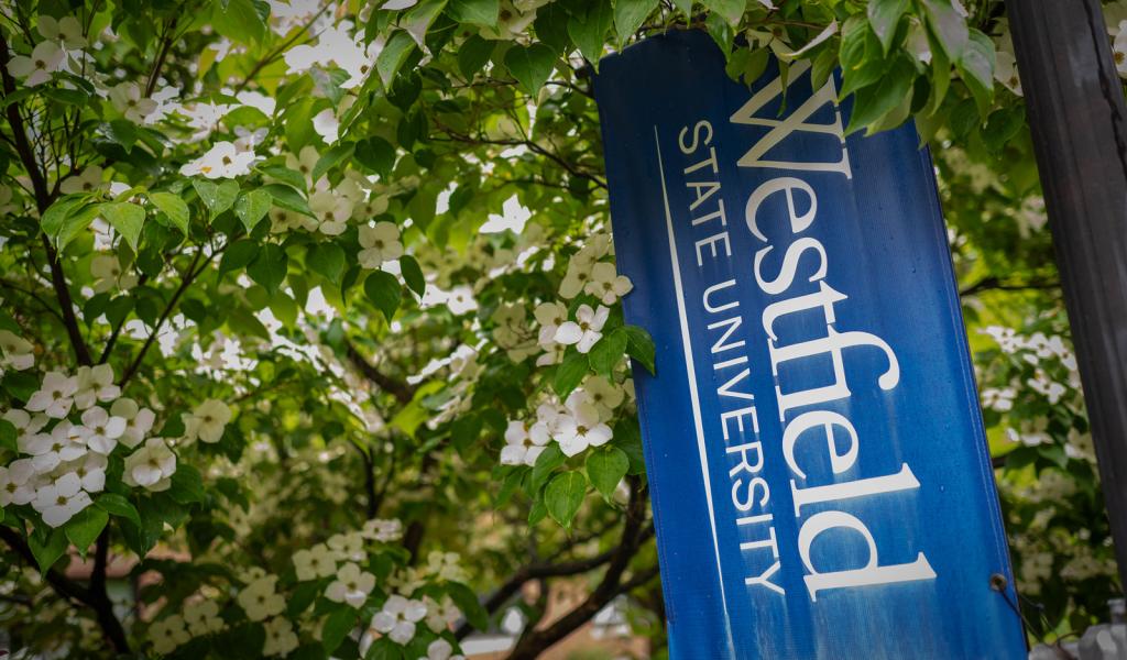 White flowering dogwood tree with Westfield State University flag banner in front of it.